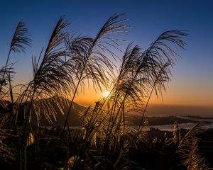 Preview wallpaper ears of wheat, plants, sun, sunset, landscape