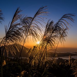 Preview wallpaper ears of wheat, plants, sun, sunset, landscape