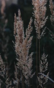 Preview wallpaper ears, plant, grasses, dry