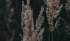 Preview wallpaper ears, plant, grasses, dry