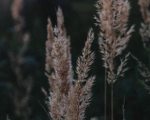 Preview wallpaper ears, plant, grasses, dry