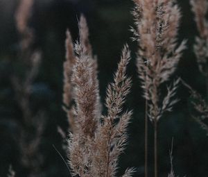 Preview wallpaper ears, plant, grasses, dry