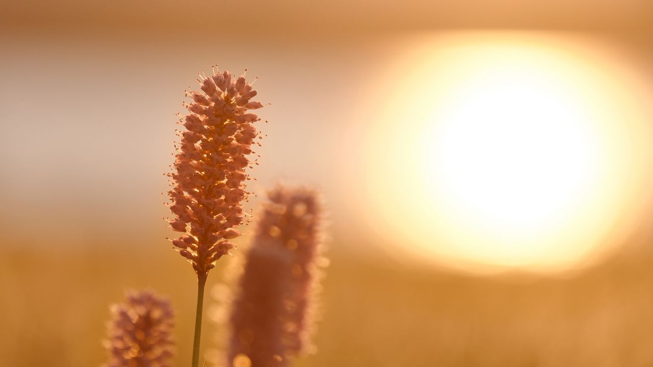 Wallpaper ears, plant, light, sunset, macro