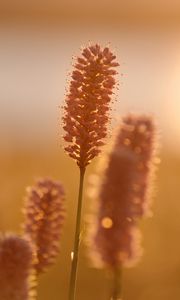 Preview wallpaper ears, plant, light, sunset, macro