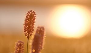 Preview wallpaper ears, plant, light, sunset, macro