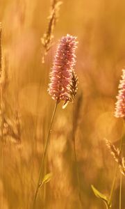 Preview wallpaper ears, plants, field, light, macro