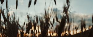 Preview wallpaper ears, plants, sky, evening