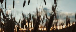 Preview wallpaper ears, plants, sky, evening