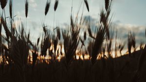 Preview wallpaper ears, plants, sky, evening