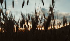 Preview wallpaper ears, plants, sky, evening