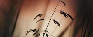 Preview wallpaper ears, silhouette, grass, dark