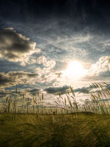 Preview wallpaper ears, sky, greens, upwards, agriculture