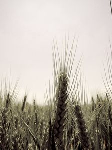 Preview wallpaper ears, sky, ripe, field