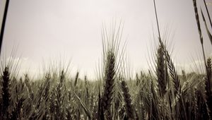 Preview wallpaper ears, sky, ripe, field