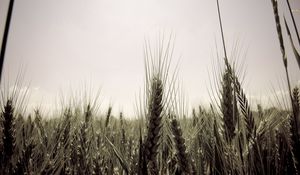 Preview wallpaper ears, sky, ripe, field