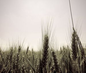 Preview wallpaper ears, sky, ripe, field