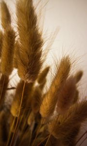 Preview wallpaper ears, stems, bouquet, herbarium, macro