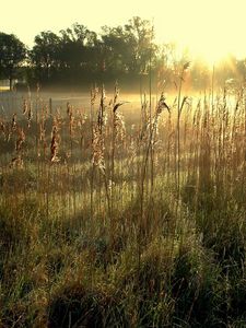 Preview wallpaper ears, sun, light, morning