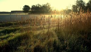 Preview wallpaper ears, sun, light, morning