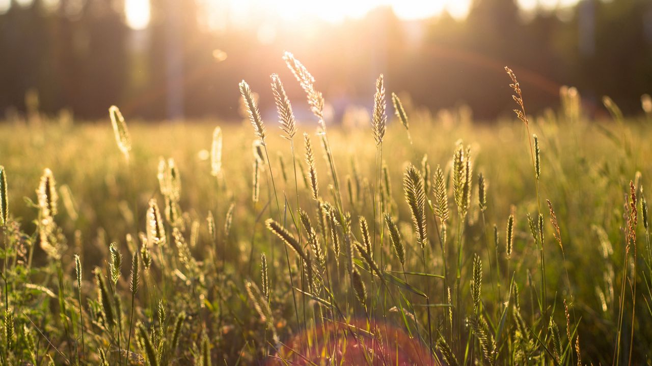 Wallpaper ears, sun, light, patches of light, modulations hd, picture ...