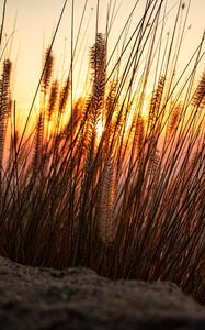 Preview wallpaper ears, sun, sand, sunset