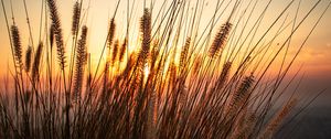 Preview wallpaper ears, sun, sand, sunset