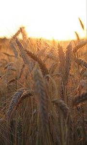 Preview wallpaper ears, sun, sunbeams, field