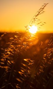 Preview wallpaper ears, sunset, grass, macro, sun