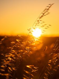 Preview wallpaper ears, sunset, grass, macro, sun