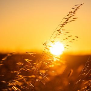 Preview wallpaper ears, sunset, grass, macro, sun