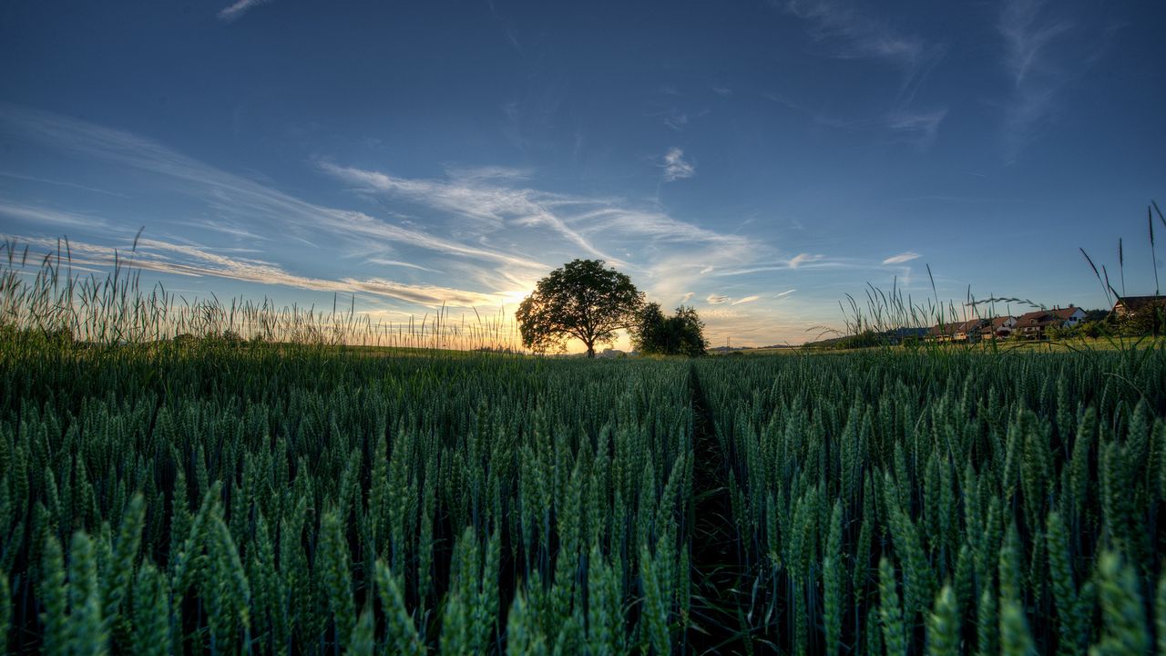 Wallpaper ears, tree, summer, sky, colors, field