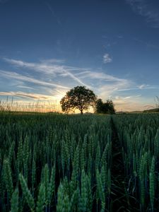 Preview wallpaper ears, tree, summer, sky, colors, field