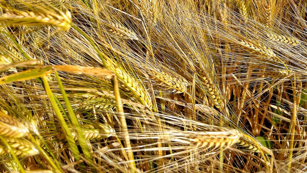 Wallpaper ears, wheat, field, plants, trees, nature