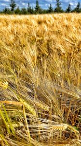 Preview wallpaper ears, wheat, field, plants, trees, nature