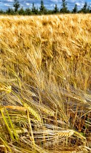 Preview wallpaper ears, wheat, field, plants, trees, nature