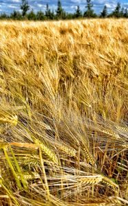 Preview wallpaper ears, wheat, field, plants, trees, nature