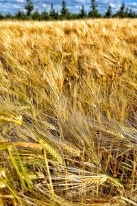 Preview wallpaper ears, wheat, field, plants, trees, nature