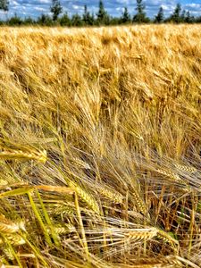 Preview wallpaper ears, wheat, field, plants, trees, nature