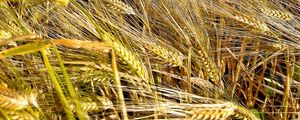 Preview wallpaper ears, wheat, field, plants, trees, nature