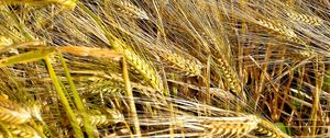 Preview wallpaper ears, wheat, field, plants, trees, nature