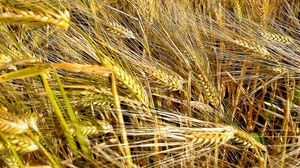 Preview wallpaper ears, wheat, field, plants, trees, nature