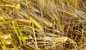 Preview wallpaper ears, wheat, field, plants, trees, nature