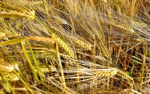 Preview wallpaper ears, wheat, field, plants, trees, nature