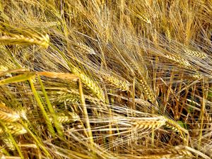 Preview wallpaper ears, wheat, field, plants, trees, nature