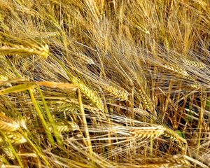 Preview wallpaper ears, wheat, field, plants, trees, nature