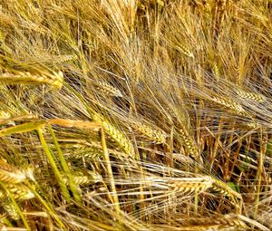 Preview wallpaper ears, wheat, field, plants, trees, nature