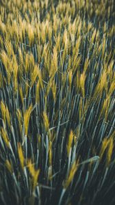 Preview wallpaper ears, wheat, field, plants