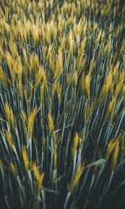 Preview wallpaper ears, wheat, field, plants