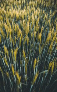 Preview wallpaper ears, wheat, field, plants