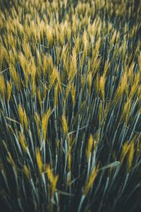 Preview wallpaper ears, wheat, field, plants